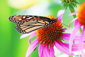 Monarch In The Neon Garden I